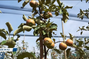 Қазақстанның алмалары жыл бойы болады! | Made in KZ
