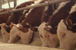 Қазақстанның экспорттық-кредиттік агенттігі өңірлік бизнеске қандай қолдау көрсетіп жатыр