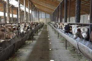 Современный мясоперерабатывающий комплекс на юге РК увеличивает экспортные продажи