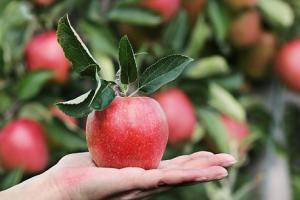 Как KazakhExport поможет домохозяйке в Татарстане купить яблоки из РК