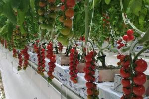 Казахстанский экспортер ТОО «Green Capital Kazakhstan» открыл тепличный комплекс в Актюбинской области
